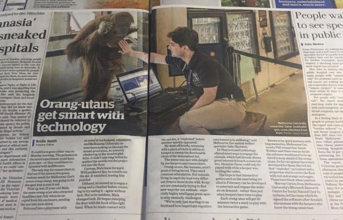 Newspaper feature showing the Kinecting with Orangutans interactive system
